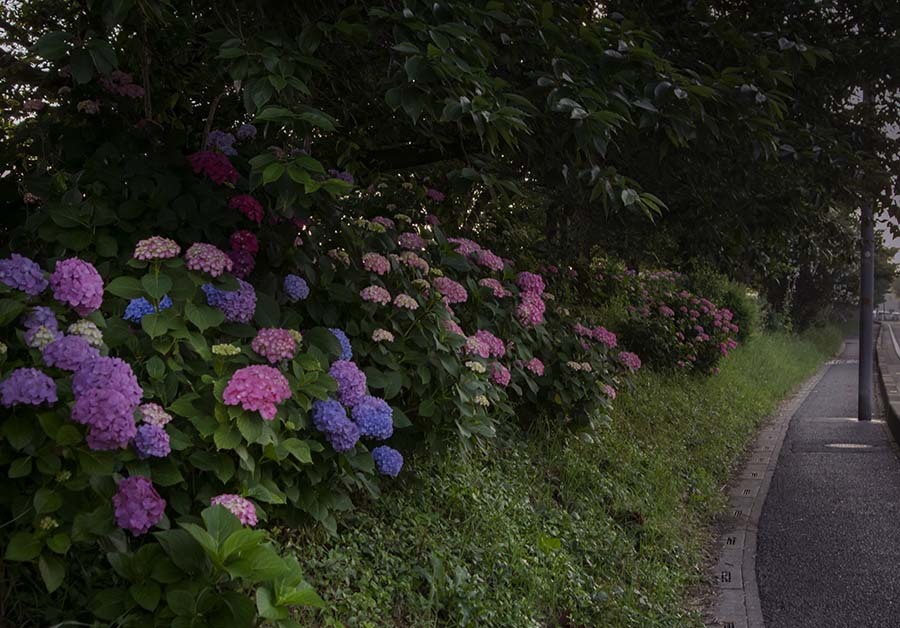 DSC09039. つい半月前の朝もよう