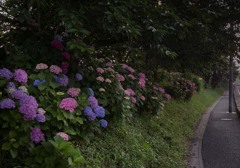 DSC09039. つい半月前の朝もよう