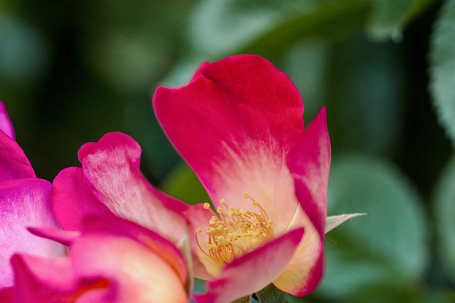 DSC03108 赤い薔薇