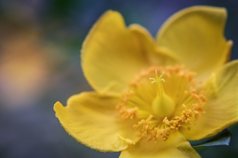 DSC08670. 蕊の冠