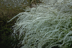 DSC05009  ユキヤナギ
