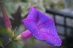 琉球朝顔　クリスタルブルー