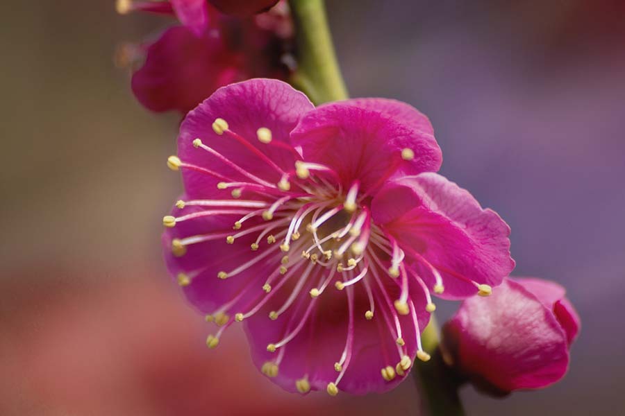 DSC06886. 紅梅は燃ゆる情熱の花