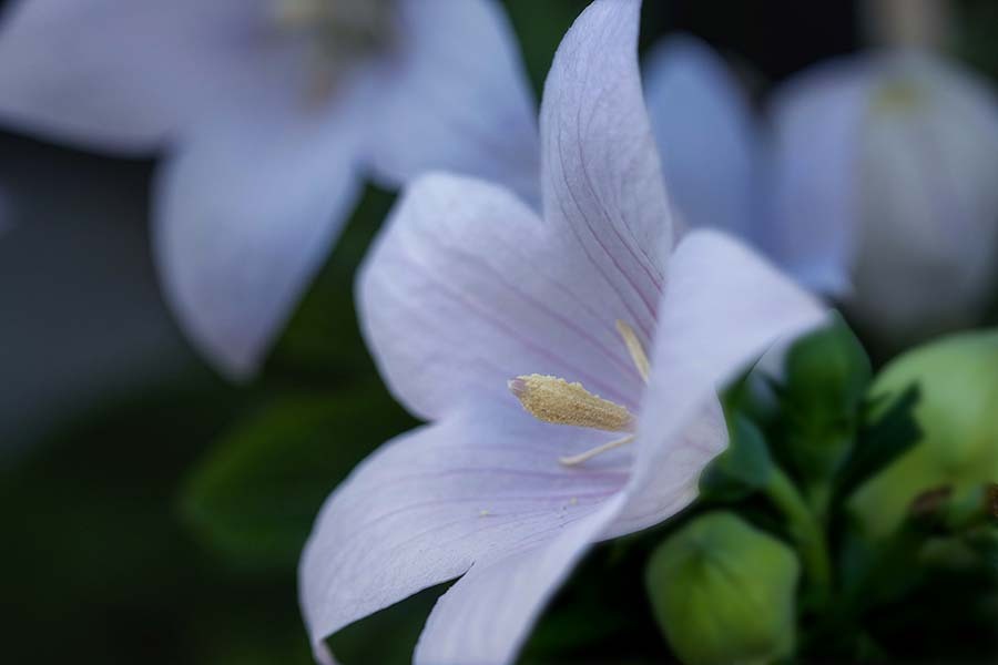 DSC07573. 咲けよ薫れよ夏の華