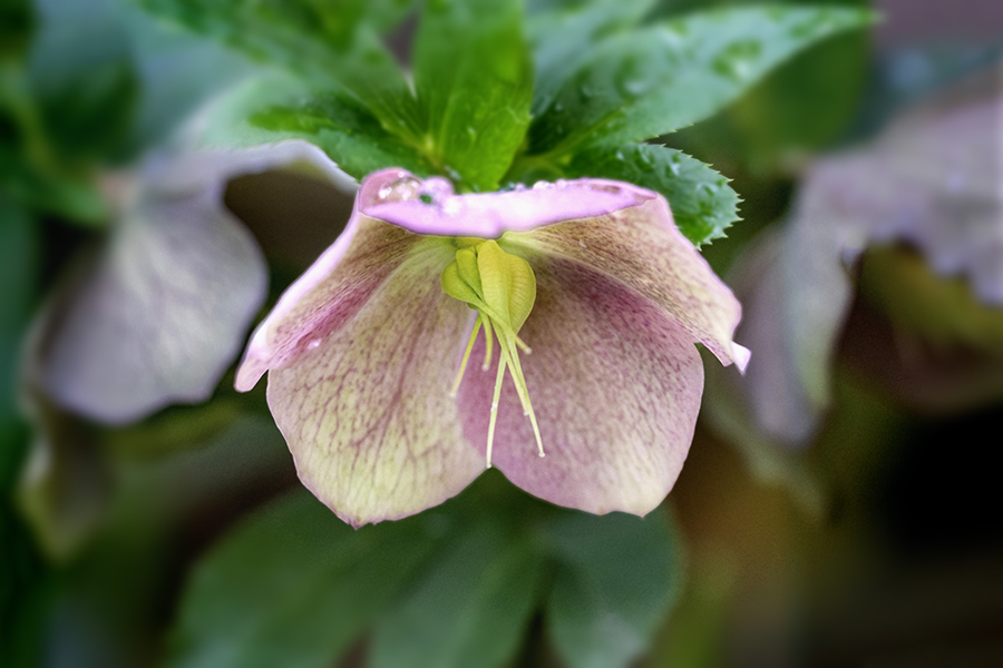 DSC05183. 花の素顔