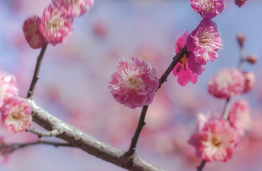DSC00294. 爛漫