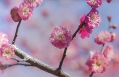 DSC00294. 爛漫