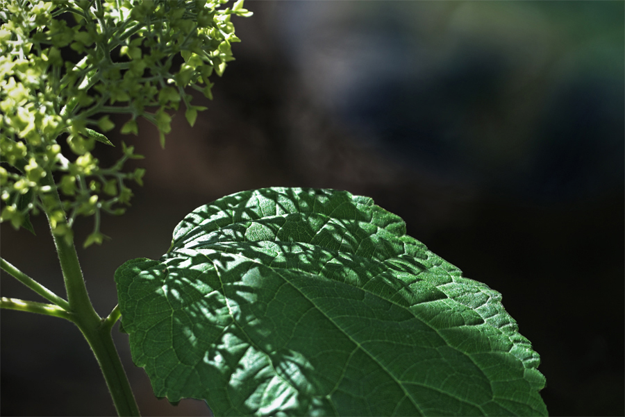 間もなく梅雨入り