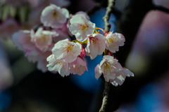 DSC08472-安行桜-12