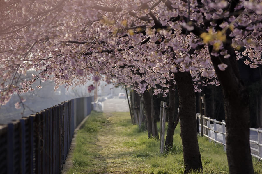 DSC02492 桜の径