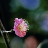 DSC06713 草加公園の紅梅