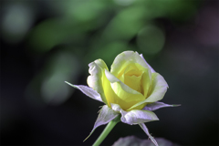 DSC01885  黄色いバラ