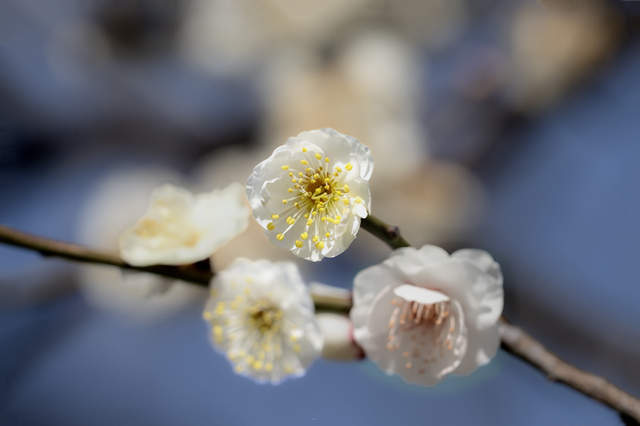 DSC00366. 陽春近し