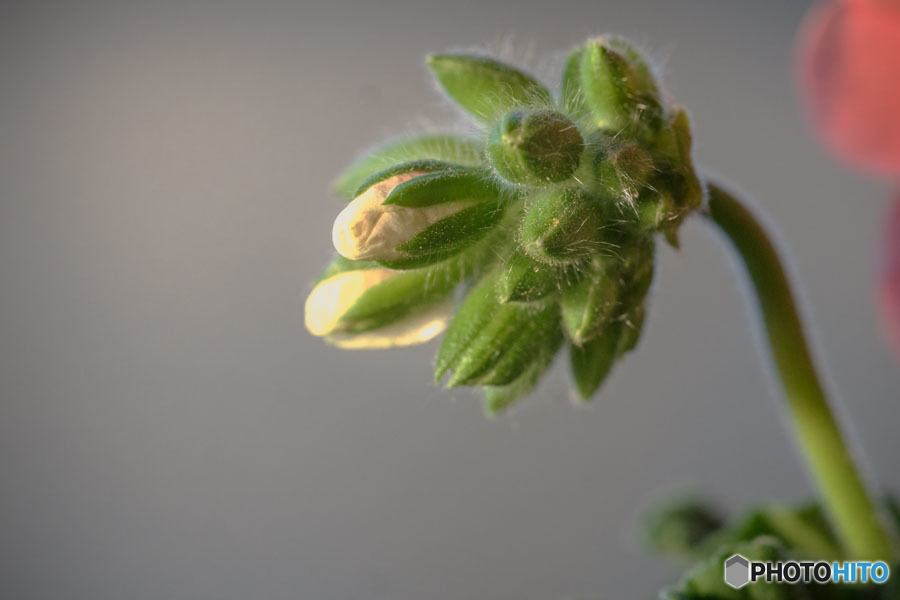 DSC05770-ゼラニュームまだ蕾