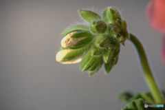 DSC05770-ゼラニュームまだ蕾