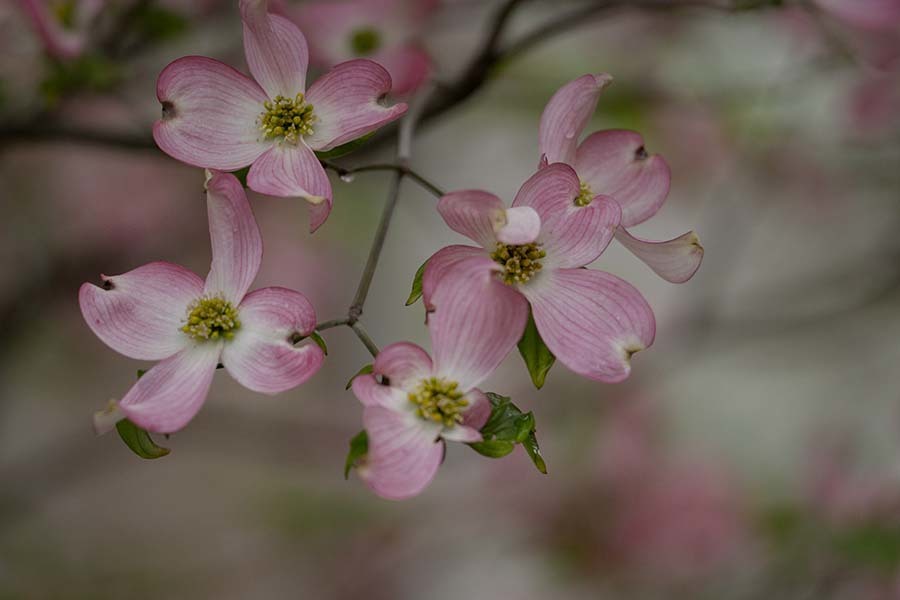 DSC01330 雨上がりの朝