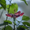 DSC06753. 冬の朝