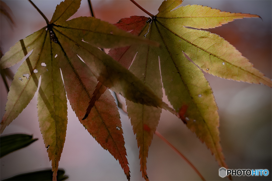 DSC02667綾織もみじ