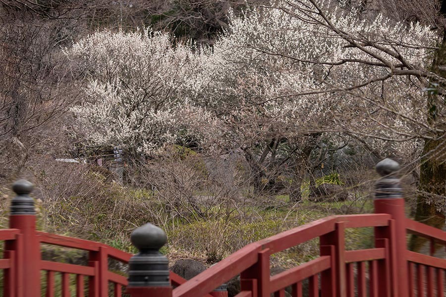 DSC05457. 梅園の侘びと寂