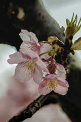 DSC03477 胴吹き