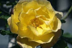 DSC09741. 冬の薔薇