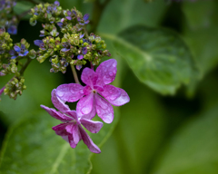 DSC07300 雨に咲く花