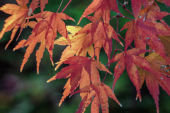 甲斐ある命ある限り…　DSC02795