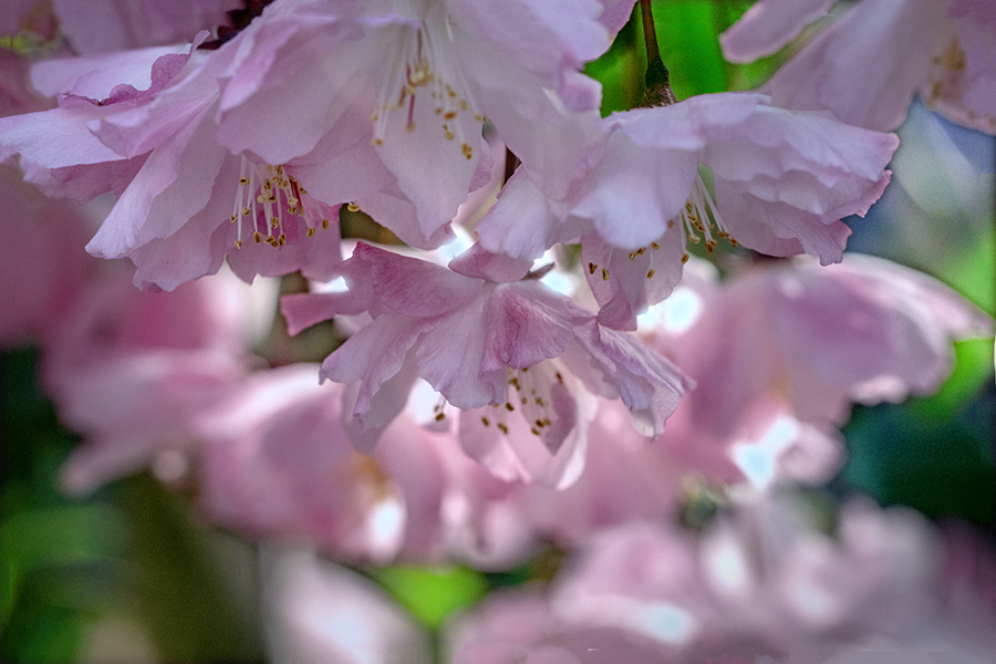 DSC01036.  春は恵む花海棠