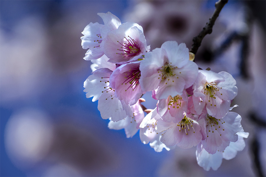 DSC03604 安行桜、明るい朝陽の中