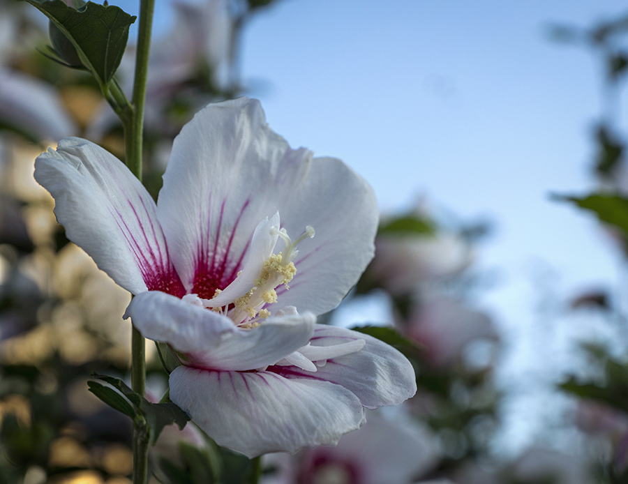 DSC03652 夏に華やぐ