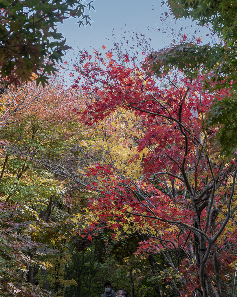 DSC08937. 林道の秋-2