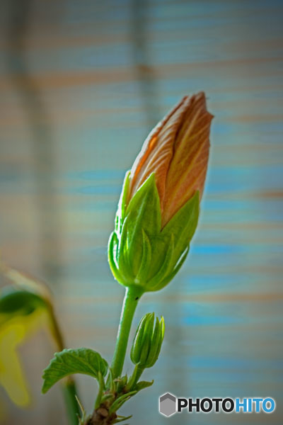 DSC05657-ハイビスカス越冬中