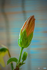 DSC05657-ハイビスカス越冬中