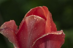 DSC01198 雨上がったね