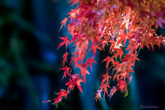 DSC04515-紅葉十番