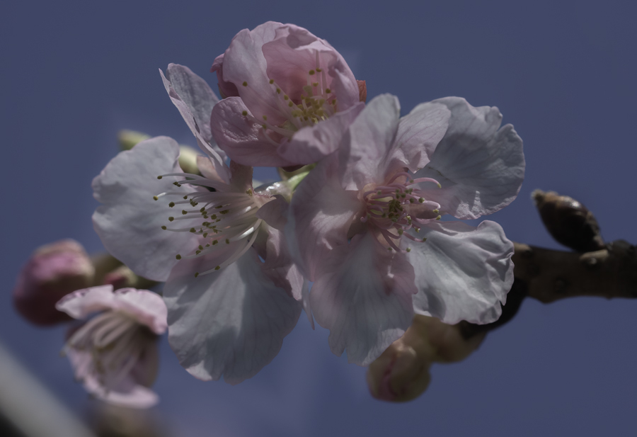 DSC03806 青空に桜