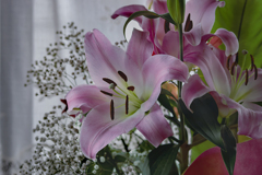 窓辺は花盛り