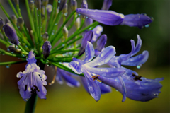 水も珠玉で御座る