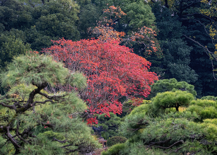 DSC09045 老松と. 紅葉