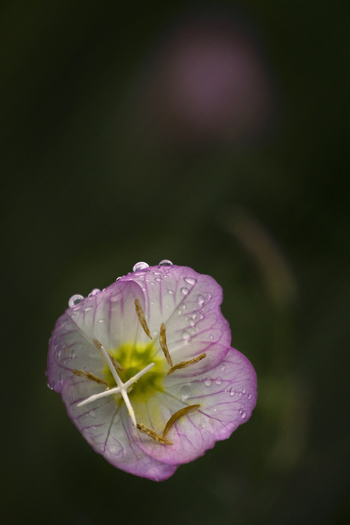 DSC06646 月の雫を吸って咲く月見草