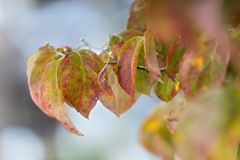 DSC03345 ハナミズキ 葉は紅染まり 華となり