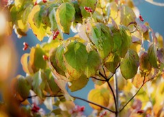 十月の朝 DSC01782. 十月の朝 DSC01782.