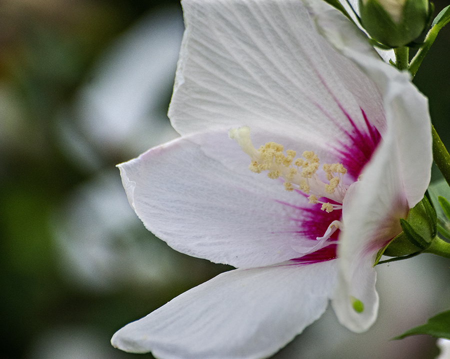 DSC03304 白いムクゲの花