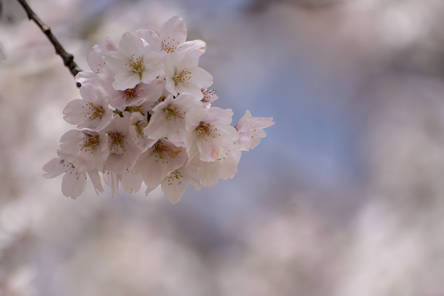 DSC05413.-2023年 桜の思い出