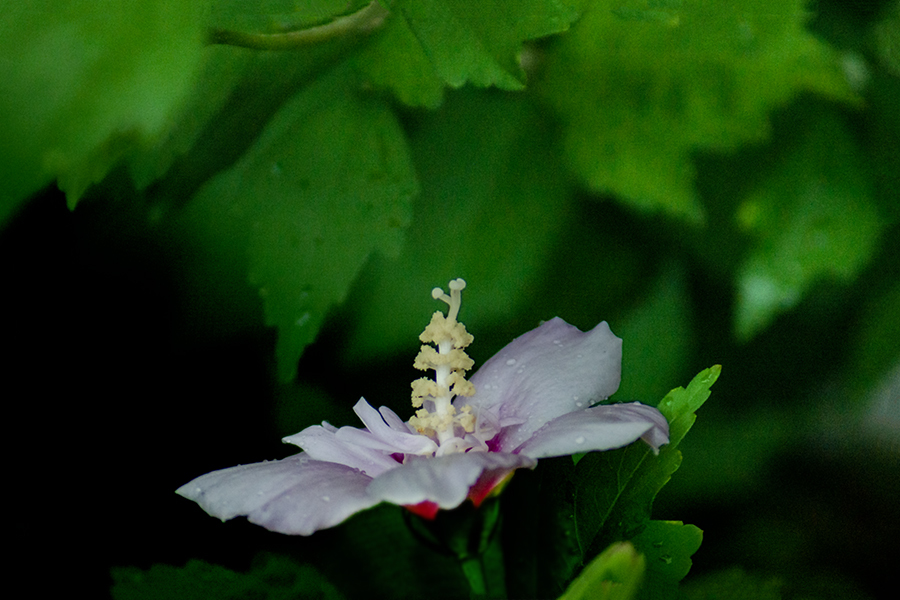 DSC02238. 幽玄