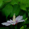 DSC02238. 幽玄