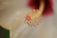 DSC04812. 花蕊　在庫より