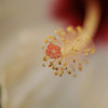 DSC04812. 花蕊　在庫より