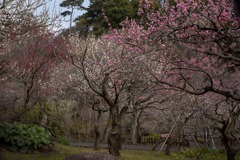 DSC04098  梅薫る花小径