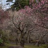 DSC04098  梅薫る花小径